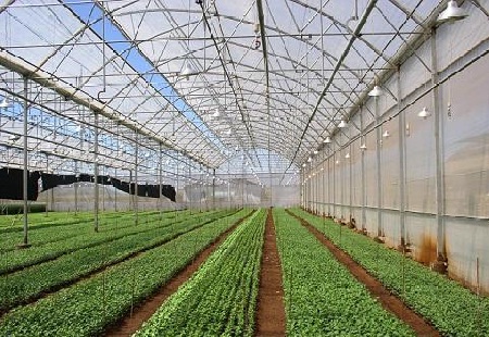 Nam Đông Mô hình thí điểm trồng rau sạch trong nhà lưới đạt hiệu quả cao  29042016